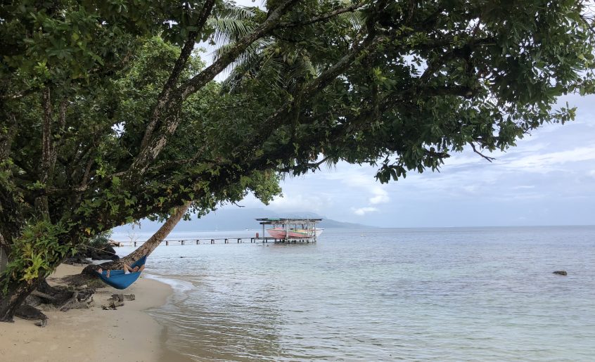 Tamanu - huile de calophylle