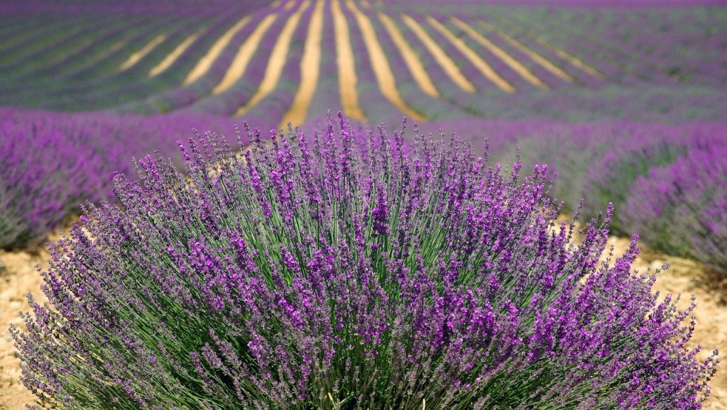 Champs de Lavande - Provence - France