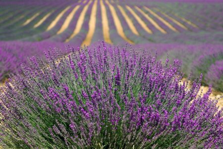 Champs de Lavande - Provence - France