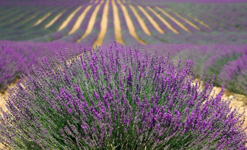 Champs de Lavande - Provence - France