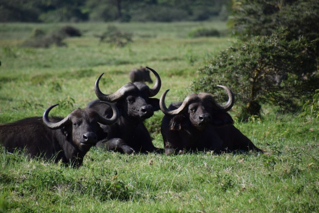 Quelle est la meilleure saison pour faire un safari en Tanzanie ?