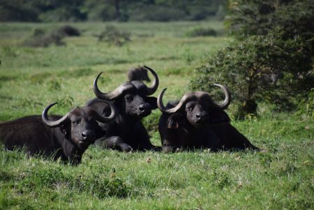 Quelle est la meilleure saison pour faire un safari en Tanzanie ?