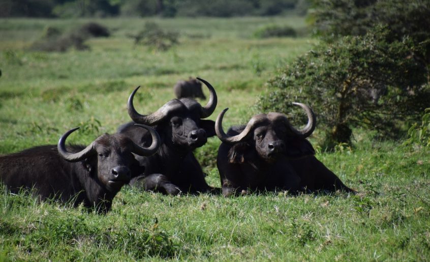 Quelle est la meilleure saison pour faire un safari en Tanzanie ?