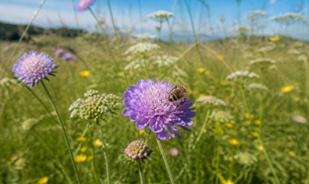 Abeille auboise : rôle, habitat et importance pour la biodiversité