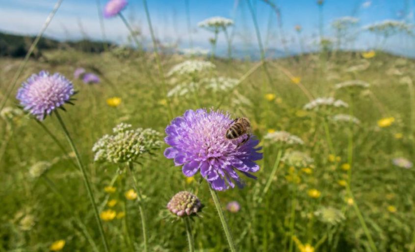 Abeille auboise : rôle, habitat et importance pour la biodiversité