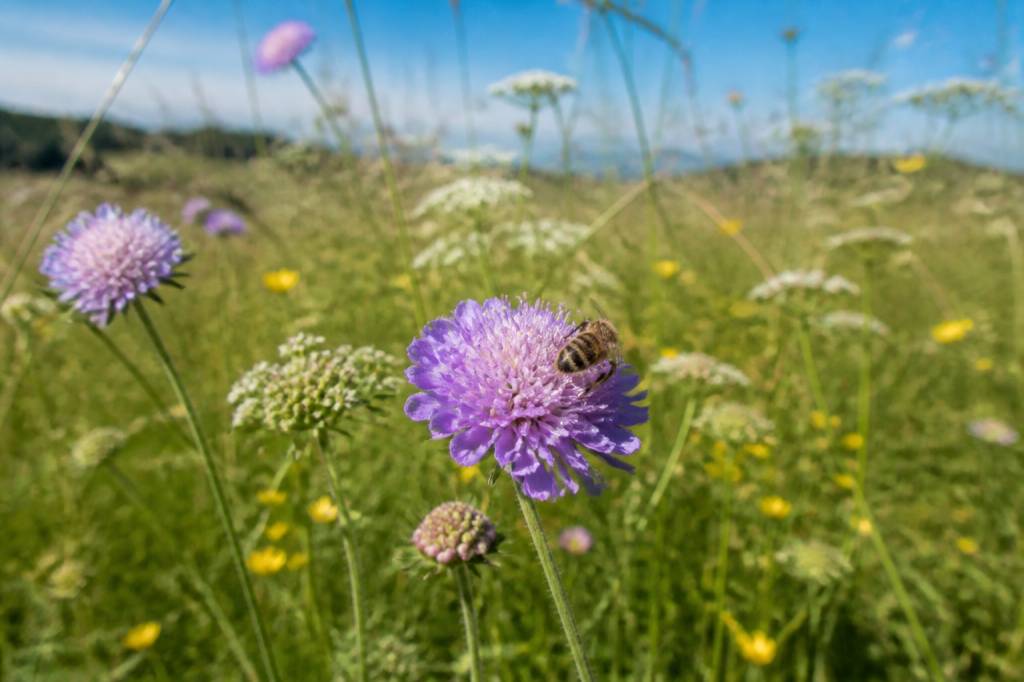 Abeille auboise : rôle, habitat et importance pour la biodiversité